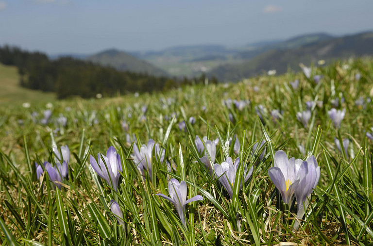 Verbringen Sie Ihren nächsten Urlaub im Allgäu © Urlaubsregion Allgäu Blumenwiese